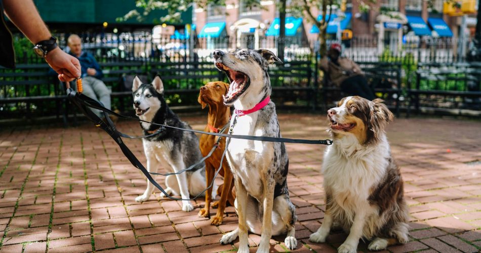 Tips Buka Usaha Pet Grooming yang Bikin Cuan