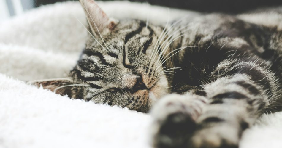Cara Tidur Nyenyak Tanpa Stres, Lakukan Kebiasaan Ini!