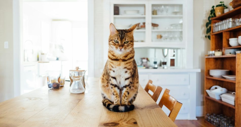 Mau Adopsi Kucing atau Anjing Ini yang Perlu Kamu Siapkan!