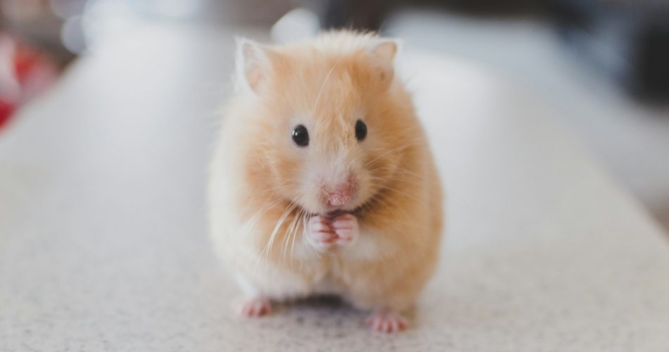 5 Cara Usir Tikus dari Dapur, Dijamin Ampuh dan Nggak Ribet